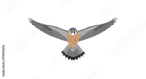 Majestic kestrel bird soaring with wings spread wide in a powerful aerial display, embodying freedom and wild nature