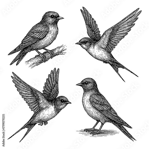 Photos Swallow bird set in detailed vintage engraving style with multiple flying and pe
