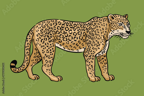 Leopard Illustration, Wild Big Cat Line Art Vector