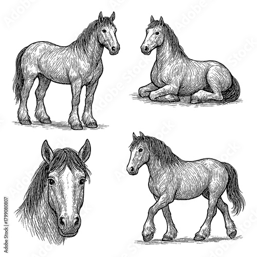 Slika na platnu Clydesdale horse set in detailed vintage engraving style with multiple poses, Tr