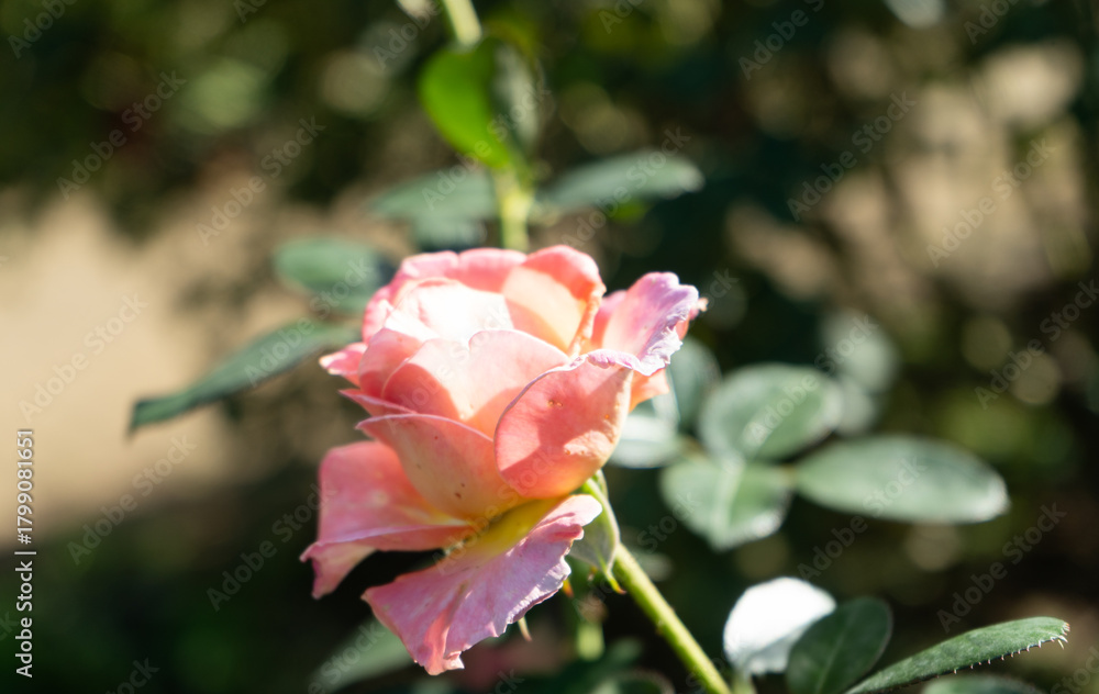 Obraz premium バラの花