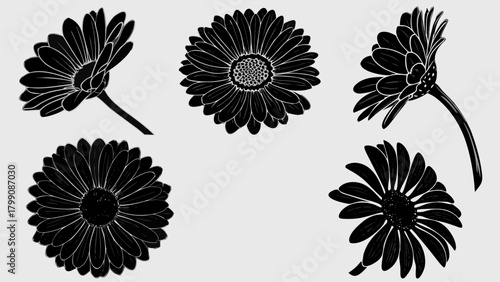 Elegant black and white gerbera daisies, stunning floral design element created from a vector graphic