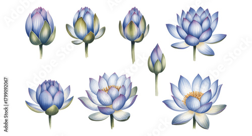 Blue lotus petals in elegant watercolor bloom.