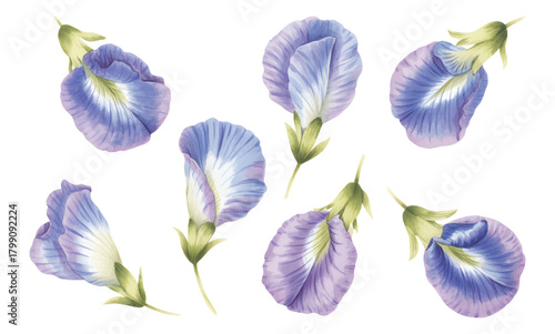 Soft watercolor butterfly pea blossoms. Blue butterfly pea blooms in soft tones.