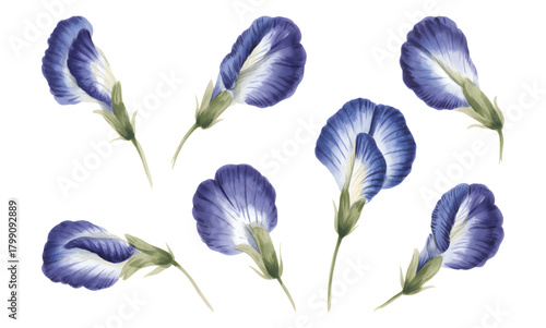 Soft watercolor butterfly pea blossoms. Blue butterfly pea blooms in soft tones.