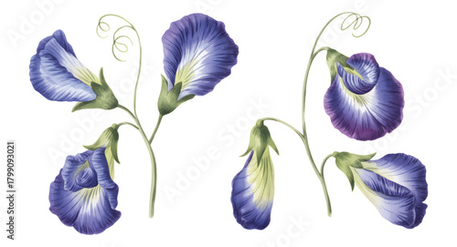 Soft watercolor butterfly pea blossoms. Blue butterfly pea blooms in soft tones.