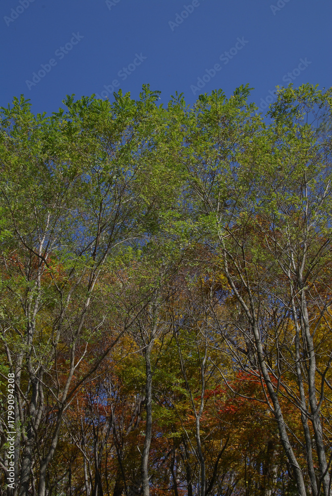 Fototapeta premium Trekking in Akiyama during the autumn outing season - Stroll along the nature trail as the leaves begin to change color / 錦秋の行楽シーズン，青空の下で秋山のトレッキング風景～紅葉の色づき始めた自然探勝路を散策する