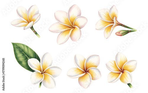 Soft watercolor plumeria flower collection. Frangipani floral illustrations.