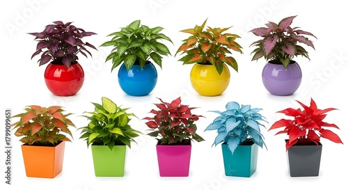 Colorful coleus plants in pots vibrant foliage indoor gardening houseplant collection display