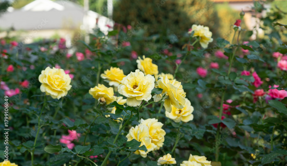 Obraz premium バラの花