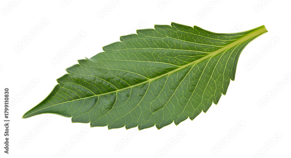 Obraz premium Detailed Close-up of a Green Leaf Isolated on White Nature's Intricate Texture and Beauty