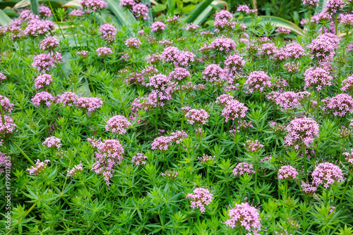 Fototapeta Naklejka Na Ścianę i Meble -  Pretty pink flowers of Phopsis stylosa blooming in the early summer garden.