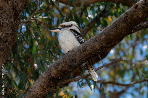 Kookaburra sitting in an old gum tree in Australia