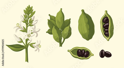 Illustration of cardamom pods and flowers, showing the plant and its spice components.