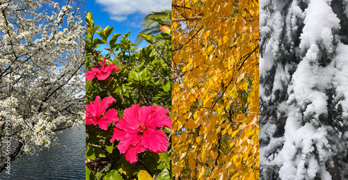 Collage of four seasons nature. Close-up. Nature background.