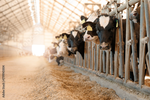 Photos Portrait Dairy cows feeding in modern barn with sunlit roof structure