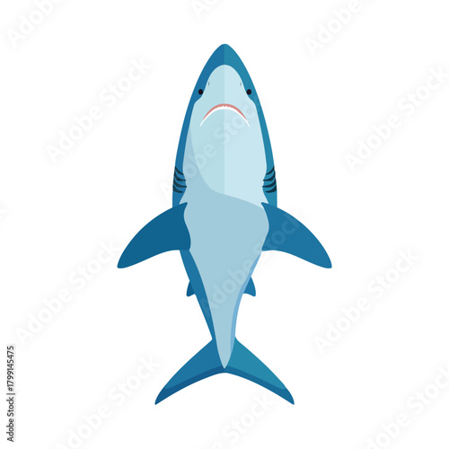 Overhead Shark Illustration Flat Design on White Background