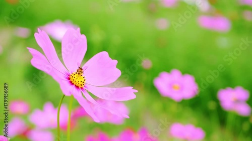 The cosmos field is blooming pink in winter.