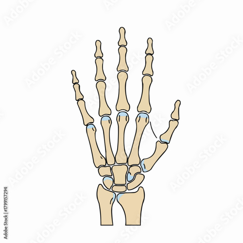Hand Skeleton