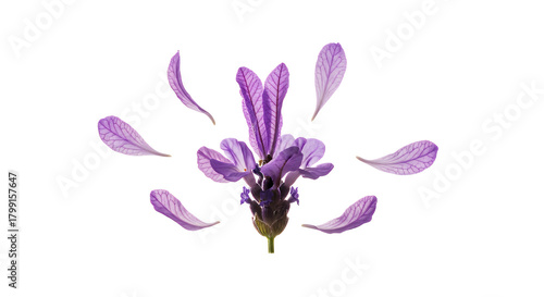 Delicate purple lavender petals artfully scattered around a central flower on a pristine white background, creating a serene botanical composition, perfect for tranquil nature themes