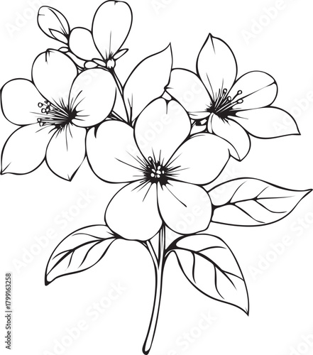 jasmine flower for coloring page