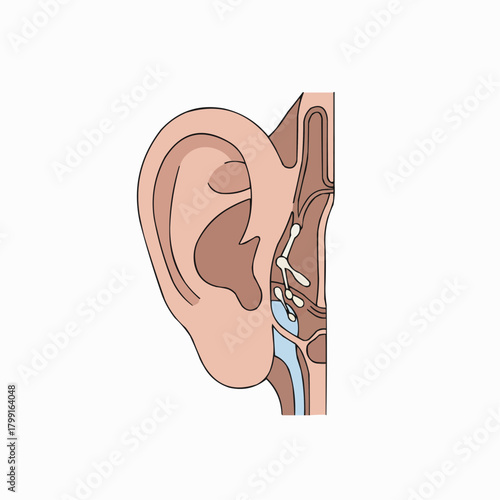 Ear Anatomy