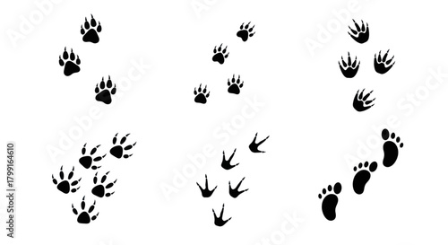 Diverse animal and human footprints in a simplified graphic representation.