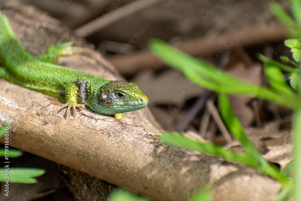 Fototapeta premium Green lizard close up, natural habitat