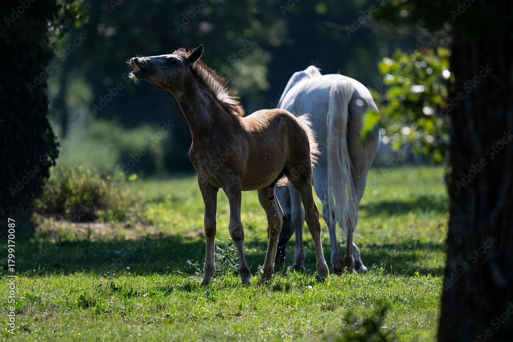 Obraz premium The Lipizzaners in the wild in Slovenia
