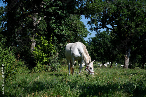 The Lipizzaners in the wild in Slovenia