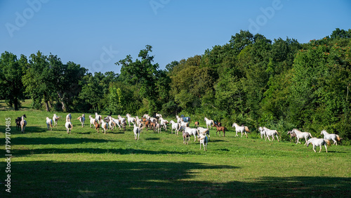 The Lipizzaners in the wild in Slovenia