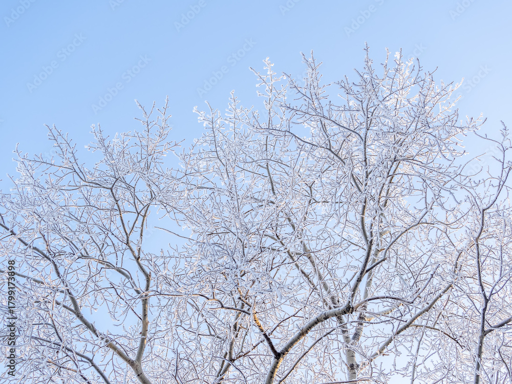 Obraz premium Tree branches in winter covered with snow and frost in snowfall on blue sky background. Frozen tree branches.