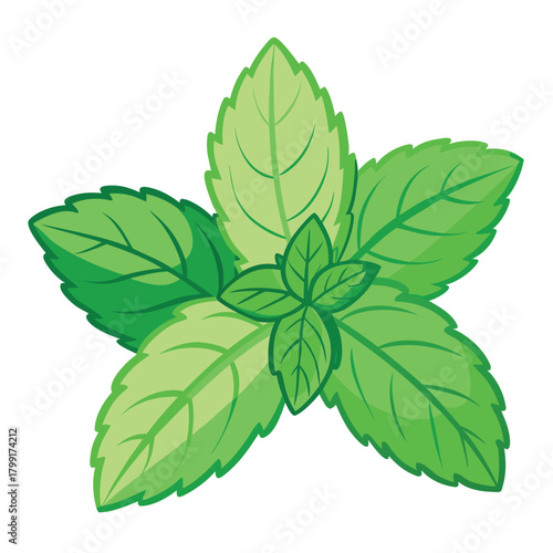 Fresh green mint leaves are layered in an arrangement on a white canvas