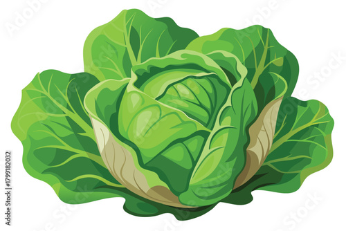 A vibrant green cabbage head shows beautiful fresh leaves isolated on a white background