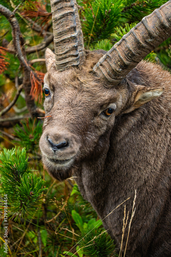 Fototapeta premium Steinbock Portrait