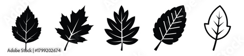 december leaf vector design with black silhouette and white background