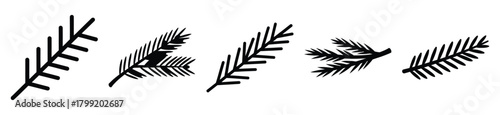 evergreen branch vector design with black silhouette and white background