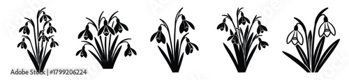 winter snowdrops vector design with black silhouette and white background