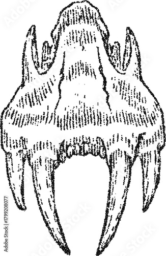 Prehistoric saber-toothed cat skull front view stipple vector, fossil predator illustration for museum logo, tattoo or horror design
