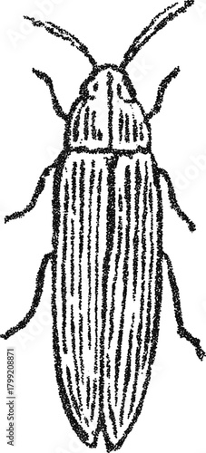 Stipple vector stick insect illustration, vintage phasmid bug engraving for entomology print, educational material, or quirky logo design
