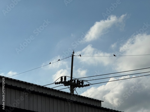 Birds perched on power lines amidst the blue sky