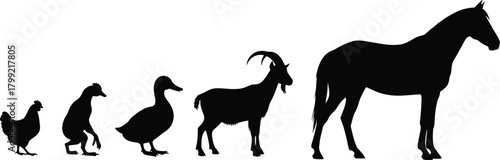 Animal silhouettes, size comparison, chicken, penguin, duck, goat, ram, horse, farm animals, wildlife, black shapes, educational, vector illustration