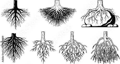 Detailed plant root systems illustration showing various root structures and types for botanical study and education 