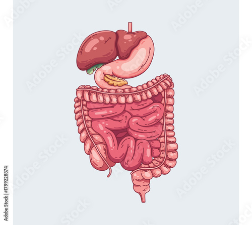 Anatomical Illustration of the Human Digestive System with Liver, Stomach, Intestines, and Pancreas in Detailed Vector Art