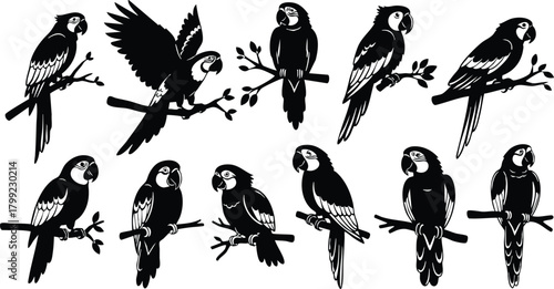 Parrot silhouettes perched on branches vector illustration in black and white nature design 