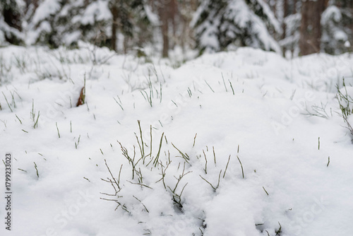 Small Plants Emerging from Fresh Snow on a Winter Forest Floor