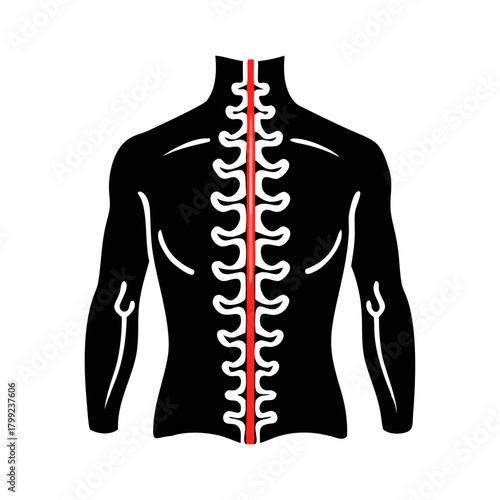 Human Spine and Back Muscles Icon – Vertebral Column Illustration