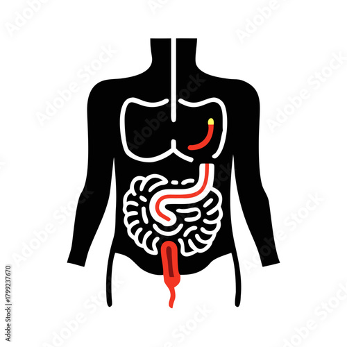 Full Digestive System Icon – Human Gastrointestinal Tract Illustration