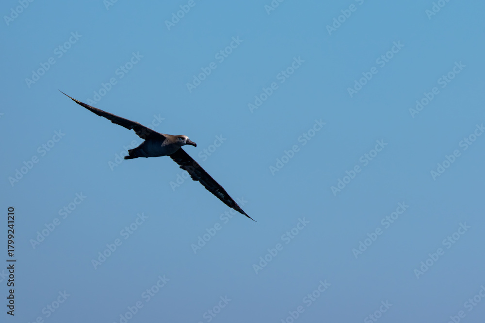 Obraz premium 北海道・根室落石沖を飛ぶクロアシアホウドリ（学名 Phoebastria nigripes）