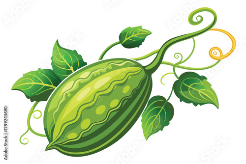 Elegant illustration shows a green pointed gourd with leaves and curly tendrils